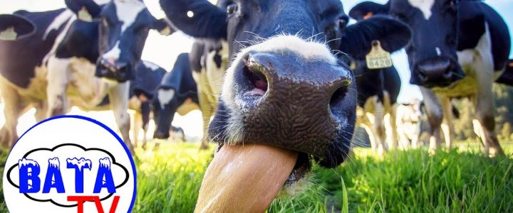 Откуда берет свое начало голштинская порода коров?